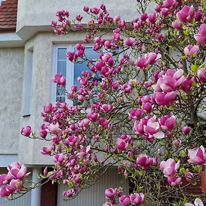 https://apartament-magnolia.sopothotels.com
